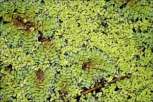 How to Grow Duckweed in the Comforts of Your Own Backyard