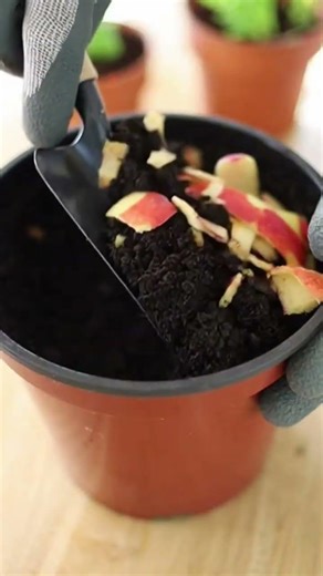 How to convert apple peels #homegarden