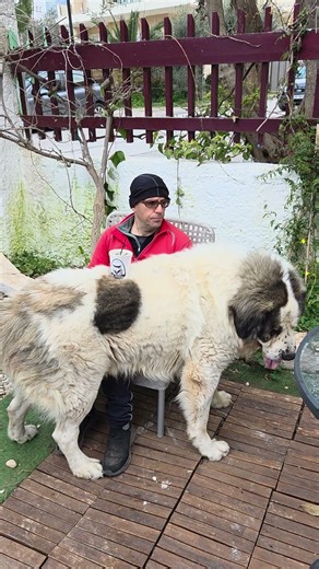 Ελληνικός ποιμενικός σκύλος. #bigdog #funny #greekshepherd