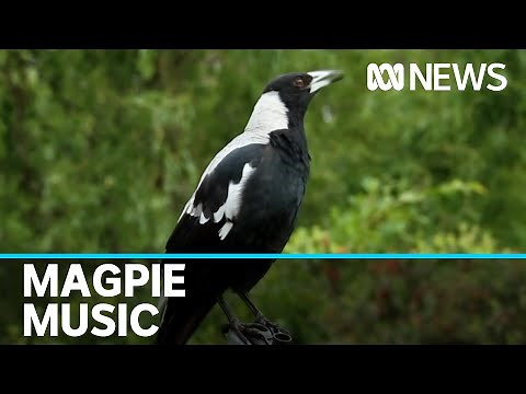 Female magpies are the loudest and chattiest of the species, research shows | ABC News