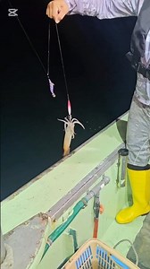 8月18日、イカ釣りとイカメタル、北海道余市町、遊漁船さち丸、日程表はブログで見れます、ブログ検索は「余市さち丸」で検索。