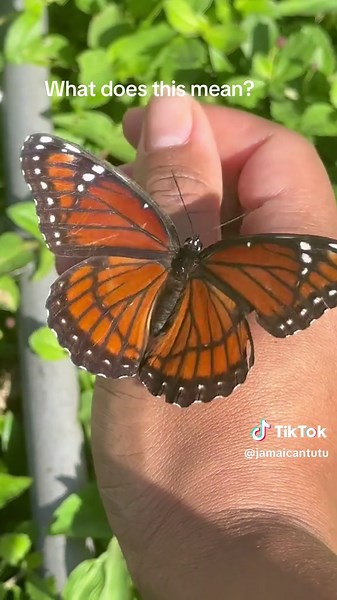 Minding my business in my garden and….#fyp #butterfly#nature | TikTok