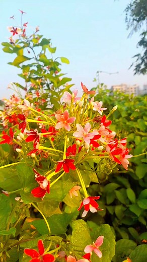 You are a beautiful flower 🌺🥀 #reelsviralシfb #fbtips #wonderful #flower | Khorshed Mia