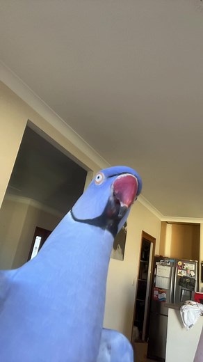 Understanding the Fluffy Conure Parrot Characteristics