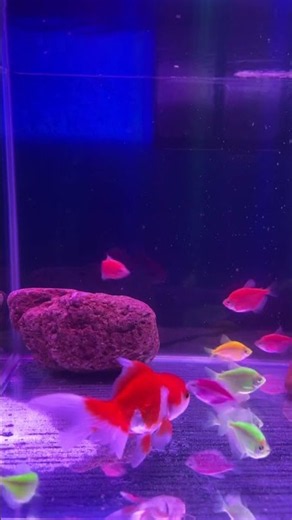 Relaxing Aquarium Fish Tank 4K UHD 🌊 Peaceful Underwater World for Sleep