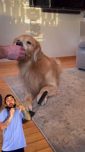 metoda de dresat catelul #catel #dresajcanin #caine