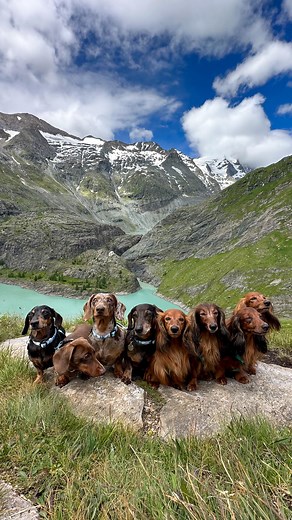 11K views · 386 reactions | Chasing views ️ Großglockner high alpine road trip with @petipes_daxiegirls #chasingviews #alps #alpsmountains #austrianalps #dogadventures #dogadventure #dogtravel #dogfriends #dogfriendly #happydogs #dachshundsofinstagram #sausagedogs #dogreels #dogvideos #dogmomlife #dogmom | The Daxie Trouble | Facebook