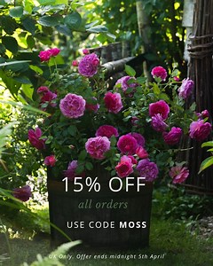 📣 Last chance for 15% off! Whether you're looking to buy your very first rose or to add to your ever-growing collection, save 15% on your order with code MOSS at checkout. *UK customers only. Offer ends midnight today, 5th April. | David Austin Roses