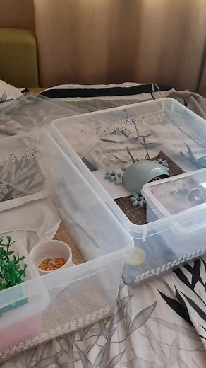 Leopard Gecko Care: Interactions in a Cozy Home