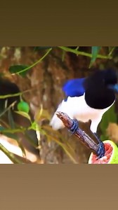 Curl-crested jay-South America | My Blue Parrot