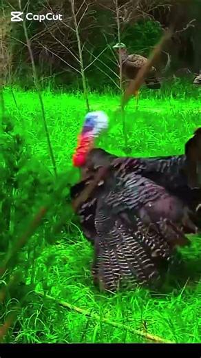 obbler on the Move - Quick Hunt Success #huntinganimals #hunting #shoting_time #turkey #discoveron