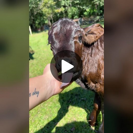 Adorable Baby Lulu Moments | Sweetest Baby Cow Videos 💗🐄