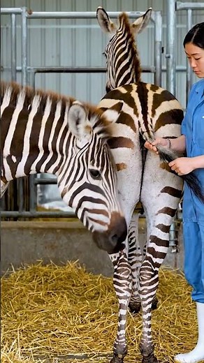 🌿🎤 A Conversation Between Wind and Stripes