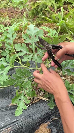 Watermelon Pruning Tips: Topping and Training for Better Fruits