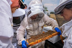 Explore UM’s Online Beekeeping Courses