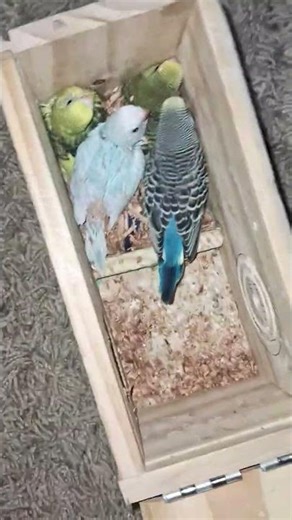 Breeding parakeets, some chicks