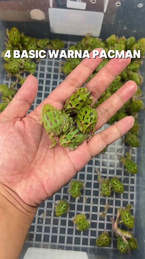 Reptilezoy Store on TikTok