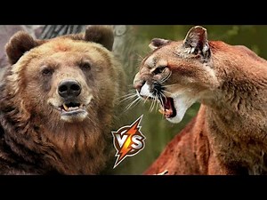 Puma vs Bear - Who will win the fight? Who is stronger?