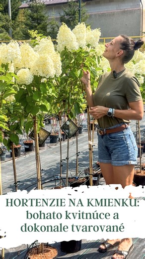 🌸 Premýšľate, ako vytvoriť z vašej záhrady niečo výnimočné? V našom videu vám predstavíme hortenzie na kmienku – malé stromčeky s bohatými kvetmi, ktoré zaujmú na prvý pohľad, a pritom je starostlivosť o ne úplne jednoduchá. 🌿 #zahradnictvo #zahradník #zahradnicenie #zahrada #zahradnecentrum #rastliny #zahradnici #garden #zahrady #hortenzia #hortenzie #hydrangea_macrophylla #hydrangeapaniculata #zahradnyskvost #stromy #exotika #zahradnicenie #rastlinydozahrady #rastliny #oscadnica #gardening #