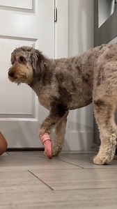 Looks like a little dinosaur stomping around 🐾🦖🥹 | Lessons Learned In Life