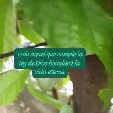 heredarás #garden #flores #ideas