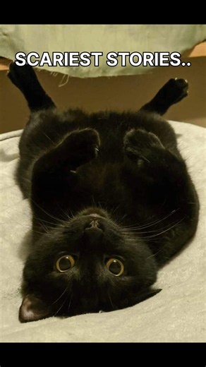 TRY NOT TO GET SCARED.. | Scariest Stories.. #cat #memes #stories #creepy #horror #funny #shorts