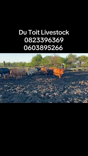 #foryoupage #VideoUp #fyp #cattle #cattlefarm #breedingcattle #feedingcattle ##livestock