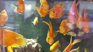 a red parrot in an aquarium. artificially bred variety of aquarium fish.