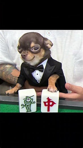 The Ultimate Sock Washing Guide for Chihuahuas