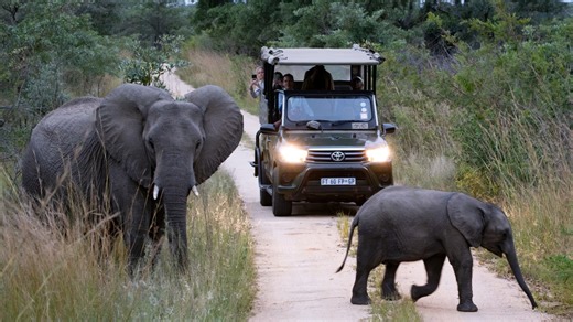 I found the secret to African safari success