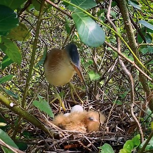 134K views · 8.1K reactions | Newly Hatched birds Eating | Review Bird Nest | Facebook