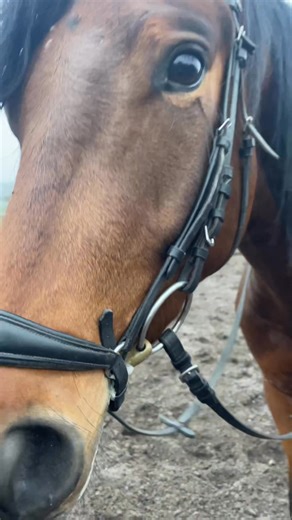 Flødeskums hesten Micro, 20 min let ride tur og han er helt hvid om munden 😂 og det er hver gang | Clara Scheel Dressage