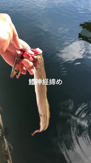 鱧の神経締め #鱧#漁師
