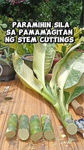 Isang paraan kung paano paramihin ang Dieffenbachia/Dumb Cane/Stem Cuttings Propagation Mamalyn's Garden #plantpropagation #dieffenbachia #variegated #variegatedplants #dumbcane #gardening #HappyPlanting #myplants #PlantCare #PlantParent #homegardening #plants #propagation #plantmom | Mamalyn's Garden