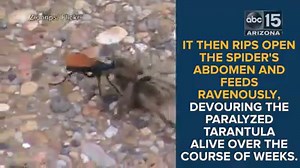 The wasp that kills tarantulas and lives all over Arizona...I'll take a large NOPE with that. STORY: http://bit.ly/1MempoR | ABC15 Arizona