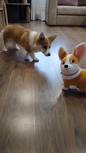349K views · 5.3K reactions | Corgi dance.落蘭 Corgi Loves Club | Robbins Sennifer | Facebook