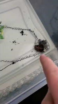 First Southern Toad Spawn Of 2023! - Benjamin's Exotics