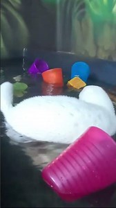 Albino mink playing 🫰🏻❤️