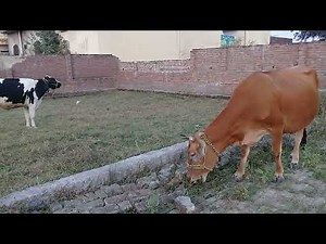 Starlings/Eagles/Cows in grass field/Mountain village/DejaWu Sadia