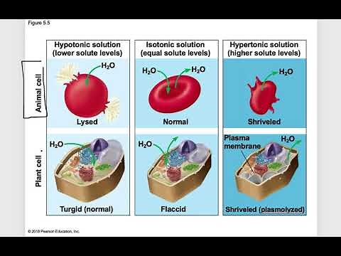 BIO 103 Chapter 5 Lecture