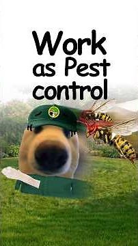 What it's like working as a Pest Control? Explained by doggie 🐛🐕