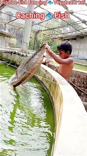 Biofloc Cement Tank Fish🐟Farming (সিমেন্ট ট্যাঙ্কএ মাছের চাষ)#fish#shorts #viral#fishing#ytshorts
