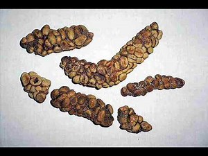 civet cat and luwak coffee