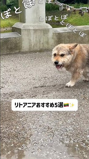 【リトアニア🇱🇹】おすすめ5選✨🦫🥔#shorts #lithuania #リトアニア #海外旅行 #ヴィリニュス