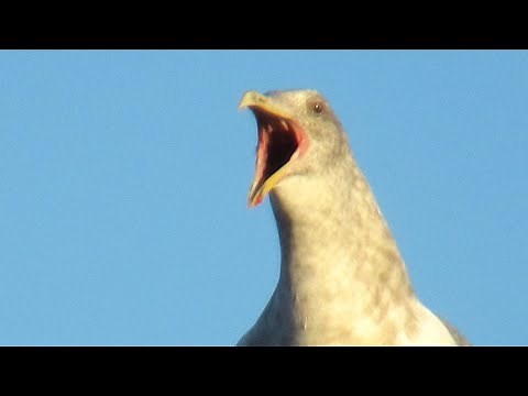 Seagull Screaming - Amazing Seagull Sounds