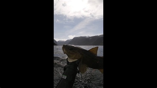 Spearfishing Norway 🇳🇴 #spearfishing #freediving #cod