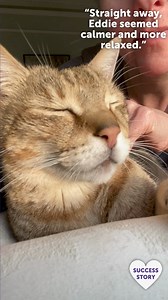 😺 FELIWAY Optimum helped ex-stray cat Eddie to settle into his new family home! Help comfort your cat in new environments and when big changes happen. Recommended by vets to help reduce the common signs of stress such as spraying, fighting, scratching and hiding. 🐈 Tap to shop FELIWAY Optimum for your feline friends 🐾 | Feliway