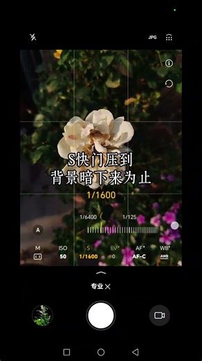 Top Tips for Black Background Rose Photography