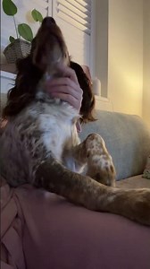 Maybe a soulmate isn’t always the person you fall in love with. #spaniellife