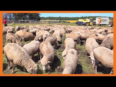 Kenya's Gold Feature | How to rear Romney Marsh sheep